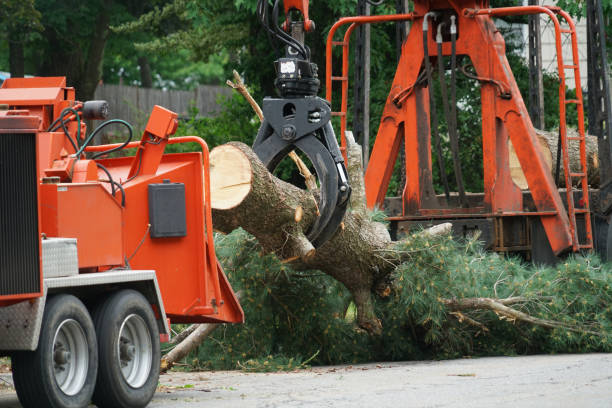 Best Lawn Disease Treatment  in Lincoln, MO